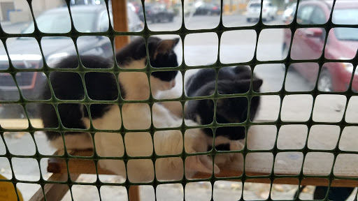 Pet Supply Store «Goin To the Dogs & Cats Pet», reviews and photos, 814 Wellman Ave NE, Huntsville, AL 35801, USA