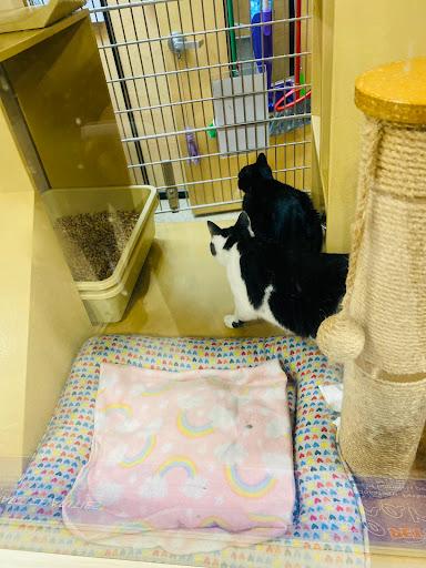 Pet Supply Store «PetSmart», reviews and photos, 4 Valley Ln W, Valley Stream, NY 11581, USA