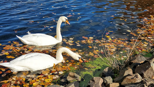 Golf Course «Richter Park Golf Course», reviews and photos, 100 Aunt Hack Rd, Danbury, CT 06811, USA