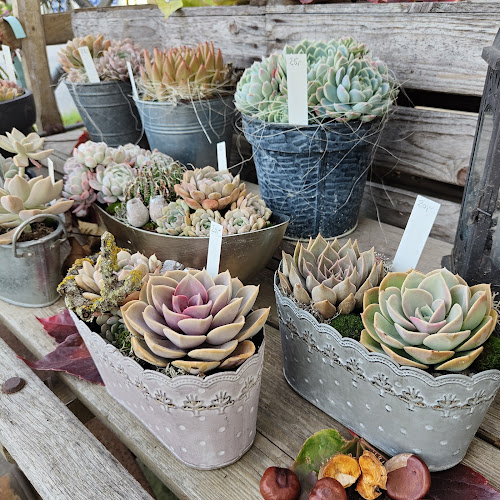 Buechibärger Kaktusgärtnerei - Farbige Sukkulenten zum Schenken, für Dekorationen und für die eigene Sammlung - Grenchen
