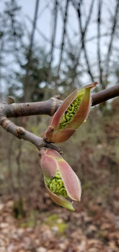 Park «Duwamish Hill Preserve», reviews and photos, 3800 S 115th St, Tukwila, WA 98168, USA