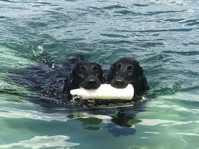 Rezensionen über Cani-Coaching in Lausanne - Hundeschule