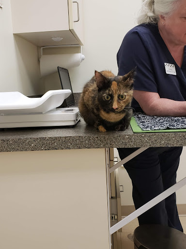 The Cat Hospital of Durham and Chapel Hill image