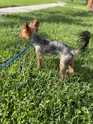 Pet Boarding Service «Ohana Pet Resort», reviews and photos, 25 N Grove St, Merritt Island, FL 32953, USA