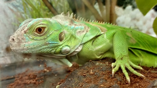 Pet Supply Store «Petco Animal Supplies», reviews and photos, 1049 S Willow St, Manchester, NH 03103, USA