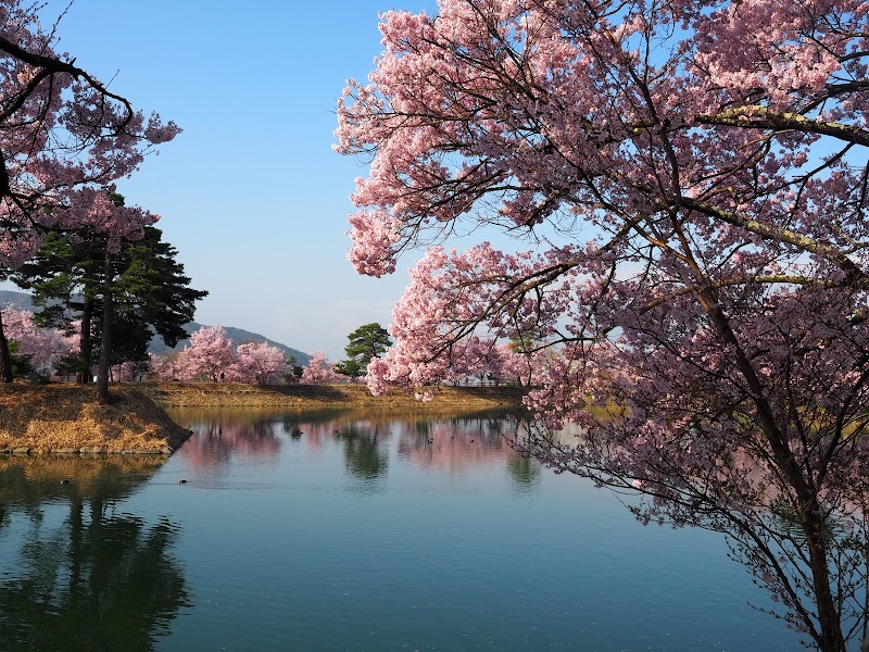 六道堤の桜 長野県伊那市 観光名所 グルコミ