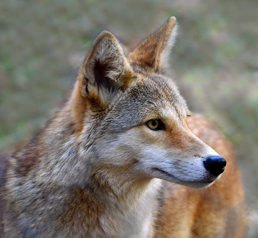 Camp «Howell Nature Center», reviews and photos, 1005 Triangle Lake Rd, Howell, MI 48843, USA