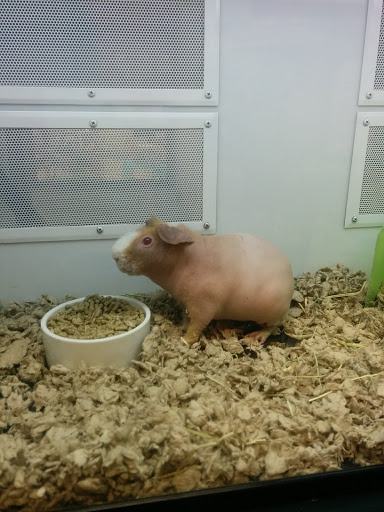 Pet Supply Store «Petco Animal Supplies», reviews and photos, 1090 Fort Union Blvd, Midvale, UT 84047, USA