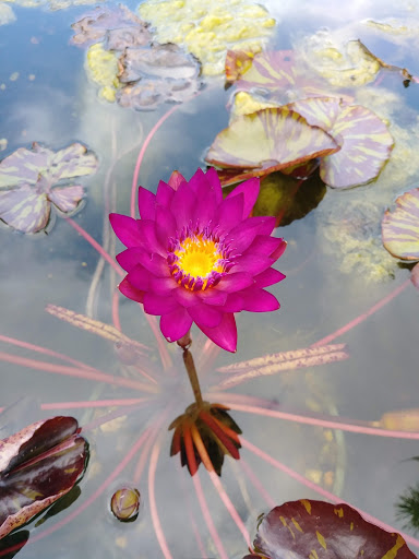 Museum «Henry B. Plant Museum», reviews and photos, 401 W Kennedy Blvd, Tampa, FL 33606, USA