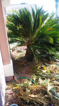 Dave's Tree Service & Landscaping - Photo 6 - Car repair in , Spring Hill