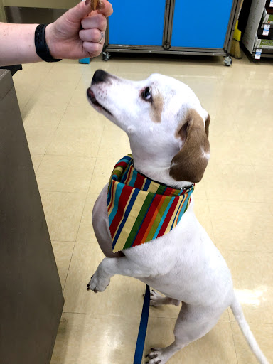 Pet Supply Store «Petco Animal Supplies», reviews and photos, 1670 Airport Blvd #700, Pensacola, FL 32504, USA