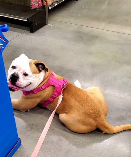 Pet Supply Store «Petco Animal Supplies», reviews and photos, 5263 Campbell Blvd, Nottingham, MD 21236, USA