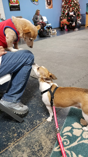 Rocking Paw Dog Training & Kennel Suites