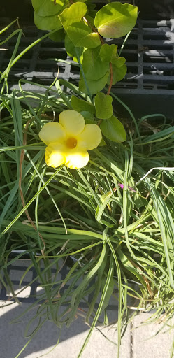 Hardware Store «Johnsons Home & Garden», reviews and photos, 26625 Maple Valley Black Diamond Rd SE, Maple Valley, WA 98038, USA