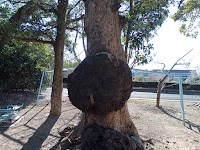 猿田彦神社