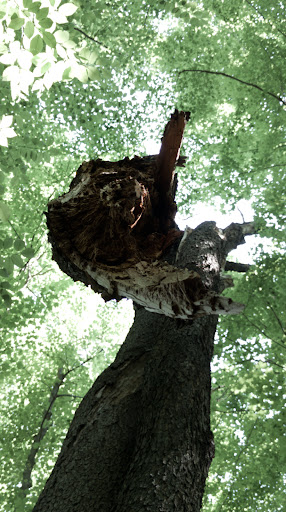 Nature Preserve «Reinstein Woods Nature Preserve», reviews and photos, 93 Honorine Dr, Depew, NY 14043, USA