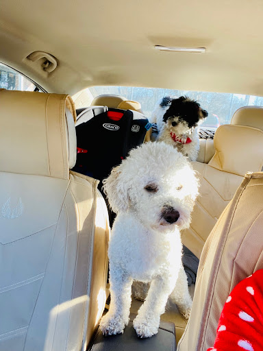 Pet Supply Store «PetSmart», reviews and photos, 1110 NY-112, Port Jefferson Station, NY 11776, USA