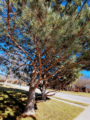 Help I Have Trees Bent Over By Ice What Do I Do 4