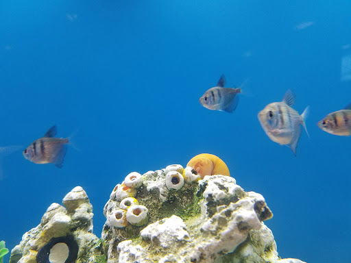 Pet Supply Store «PetSmart», reviews and photos, 170 Marketplace Blvd, Hamilton Township, NJ 08691, USA