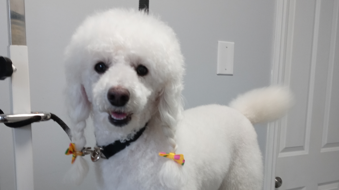 DOODLE'S Dog Grooming