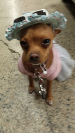 Pet Supply Store «Unleashed by Petco», reviews and photos, 5 Austin St, Charlestown, MA 02129, USA