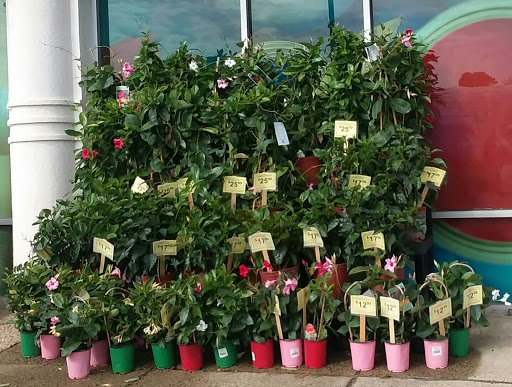 Hardware Store «Taylor’s Do it Center», reviews and photos, 2865 Lynnhaven Dr, Virginia Beach, VA 23451, USA