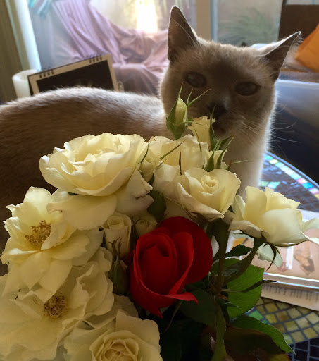 Pet Supply Store «Unleashed by Petco», reviews and photos, 7288 Sunset Blvd #1d, Los Angeles, CA 90046, USA