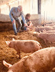 Plaisir Cochon, viande et charcuterie bio d'Auvergne Saint-Pourçain-sur-Besbre