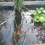 Photo n°17 de l'avis de Dara.. fait le 07/06/2017 à 16:20 sur le  Serre dei Giardini Margherita à Bologna