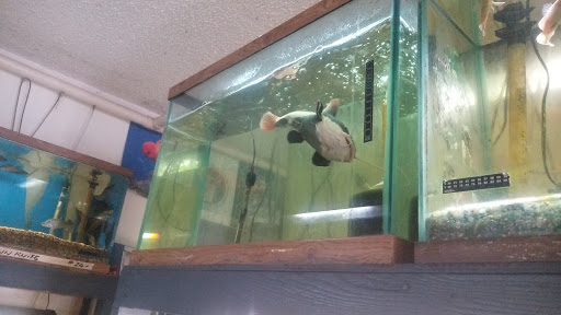 Gift Shop «Asia Gifts & Aquarium», reviews and photos, 763 S 38th St, Tacoma, WA 98418, USA