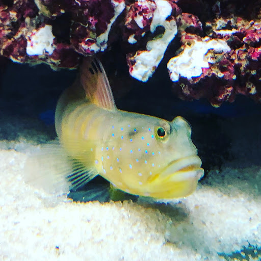 Pet Store «Oak Park Natural Pet & Fish», reviews and photos, 23 N Harlem Ave, Oak Park, IL 60302, USA