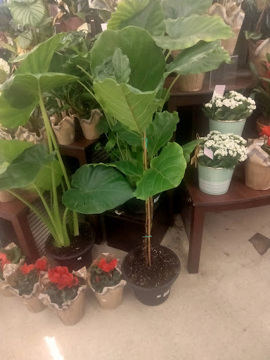 Albertsons image