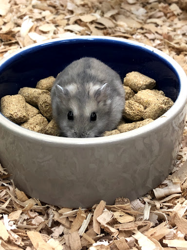 Pet Supply Store «Pet Supermarket», reviews and photos, 1080 Alafaya Trail, Oviedo, FL 32765, USA