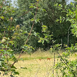 Photo n° 4 de l'avis de Joost.e fait le 12/07/2023 à 11:37 pour Moulin de la Roche à Anchenoncourt-et-Chazel