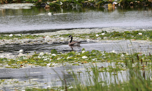 Bird Watching Area «Jelke Creek Bird Sanctuary», reviews and photos, Boncosky Rd, Dundee Township, IL 60118, USA