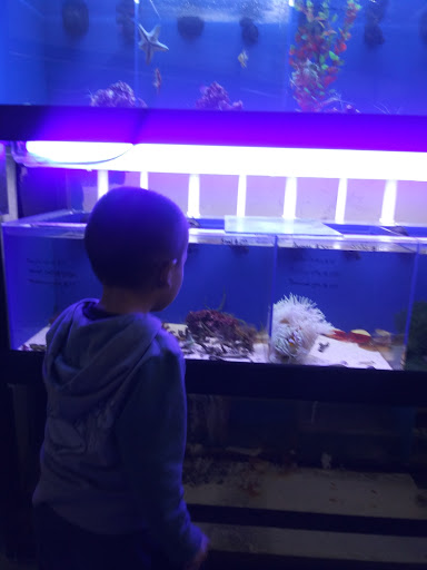 Tropical Fish Store «Sunset Pet & Supplies», reviews and photos, 1373 Sunset Blvd, Los Angeles, CA 90026, USA