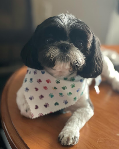 St. Marks Dog Resort image