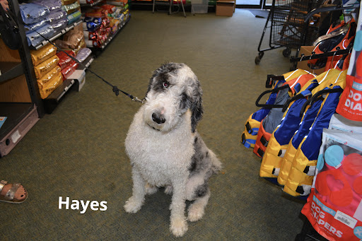 Pet Supply Store «The Natural Pet Enrichment Center», reviews and photos, 6720 Royalton Rd, North Royalton, OH 44133, USA