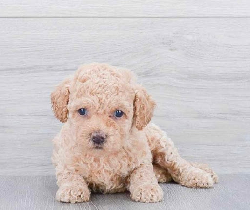 Pet Store «Pet Express», reviews and photos, 250 Granite St, Braintree, MA 02184, USA