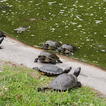 Photo n° 48 de l'avis de CHRISTIAN.A fait le 15/08/2019 à 15:46 pour ALLIGATOR BAY à Beauvoir