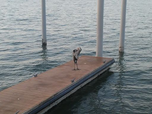 Casino «City of Gulfport: Gulfport Casino Ballroom», reviews and photos, 5500 Shore Blvd S, Gulfport, FL 33707, USA