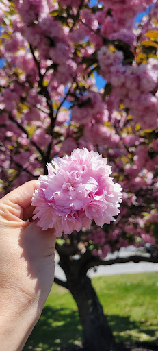 American Restaurant «Cracker Barrel Old Country Store», reviews and photos, 1795 Andover St, Tewksbury, MA 01876, USA