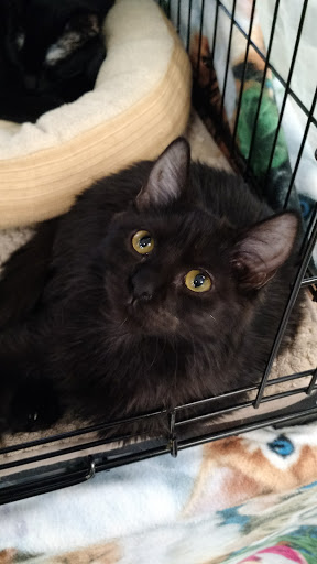 Pet Supply Store «Petco Animal Supplies», reviews and photos, 2722 N Josey Ln #107, Carrollton, TX 75007, USA