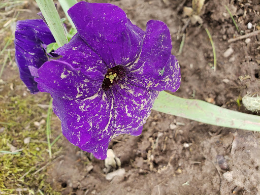 Park «Shadywood Park», reviews and photos, 535 NE 24th Ave, Hillsboro, OR 97124, USA