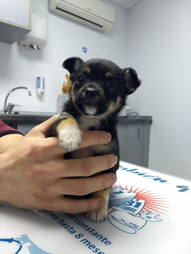 Clínica Veterinaria Los Lobos en Granada