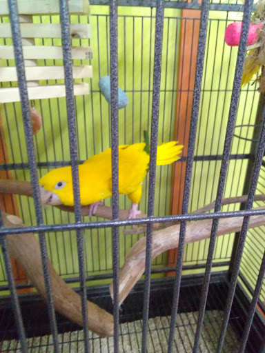 Bird Shop «The Aviary at Cauley Square», reviews and photos, 22400 Old Dixie Hwy, Miami, FL 33170, USA