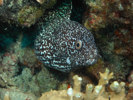 Dive Shop «Dive Shop Kissimmee», reviews and photos, 4916 W Irlo Bronson Memorial Hwy, Kissimmee, FL 34746, USA