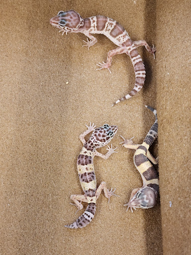 Pet Supply Store «Petco Animal Supplies», reviews and photos, 29560 W Seven Mile Rd, Livonia, MI 48152, USA