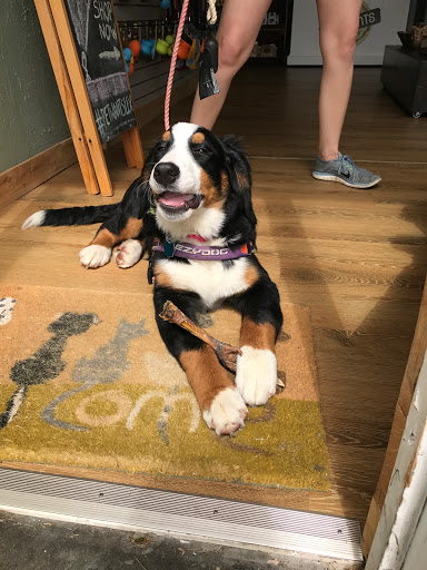 Pet Supply Store «Pet Wants», reviews and photos, 321 S Ashland Ave, Lexington, KY 40502, USA