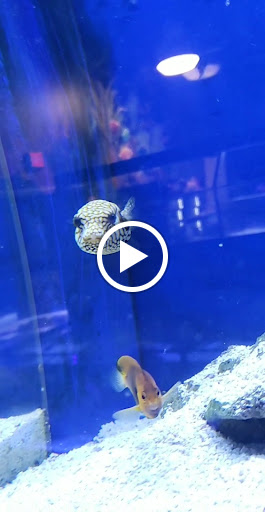 Tropical Fish Store «Marine Solutions», reviews and photos, 20 Triad S Dr, St Charles, MO 63304, USA